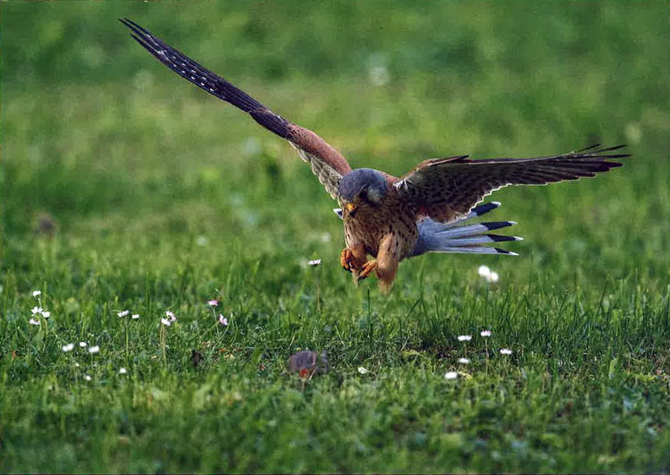 Postkarte Turmfalke jagt Maus