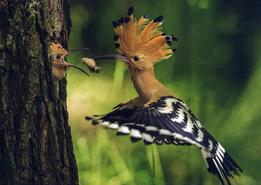 Postkarte Wiedehopf füttert Jungvogel